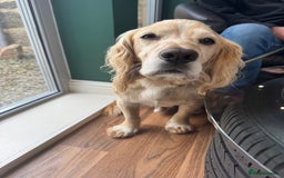 Cocker Spaniel dogs for stud: Zest available at stud - Image 3