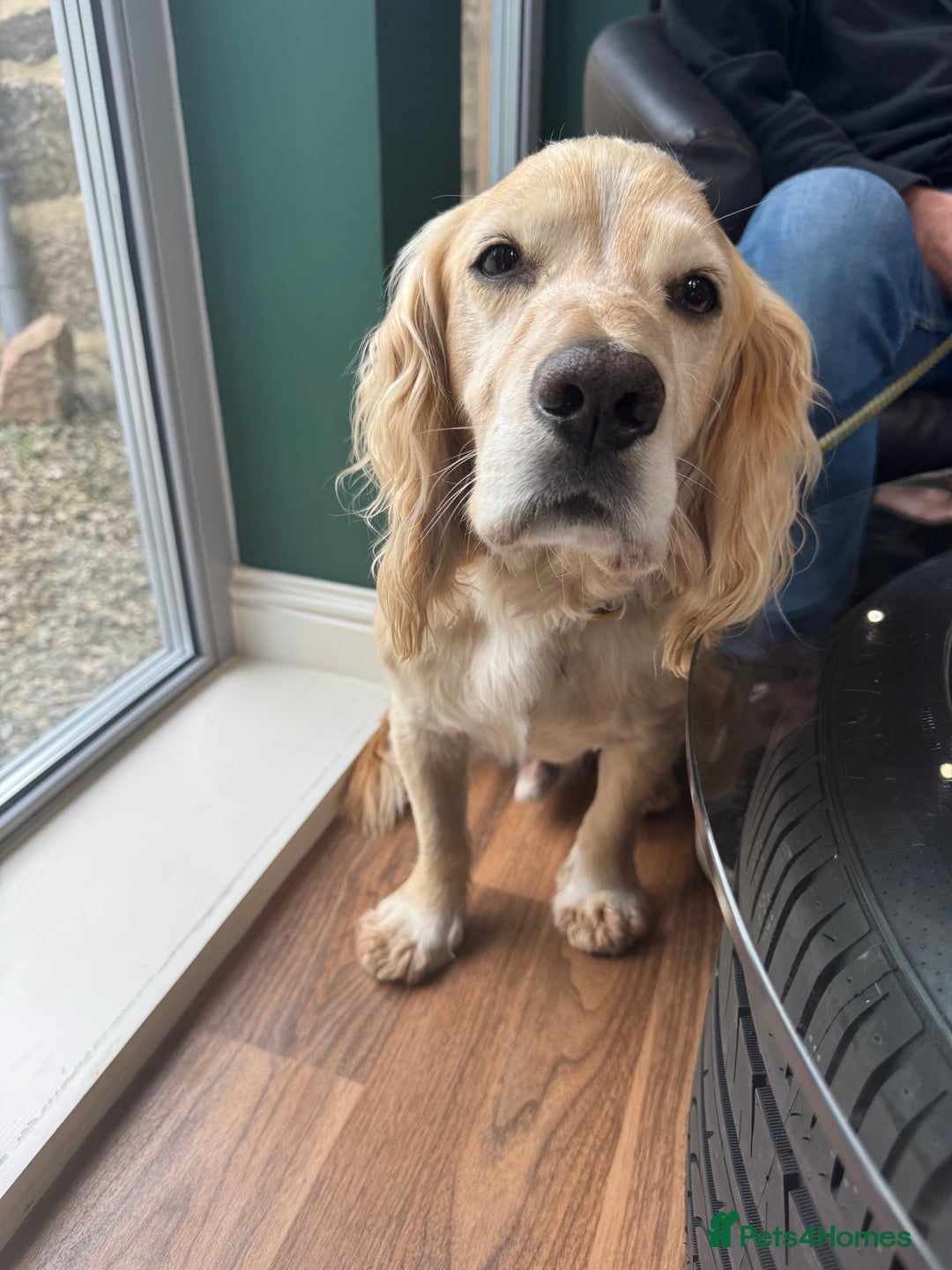Cocker Spaniel dogs for stud: Zest available at stud - Image 3