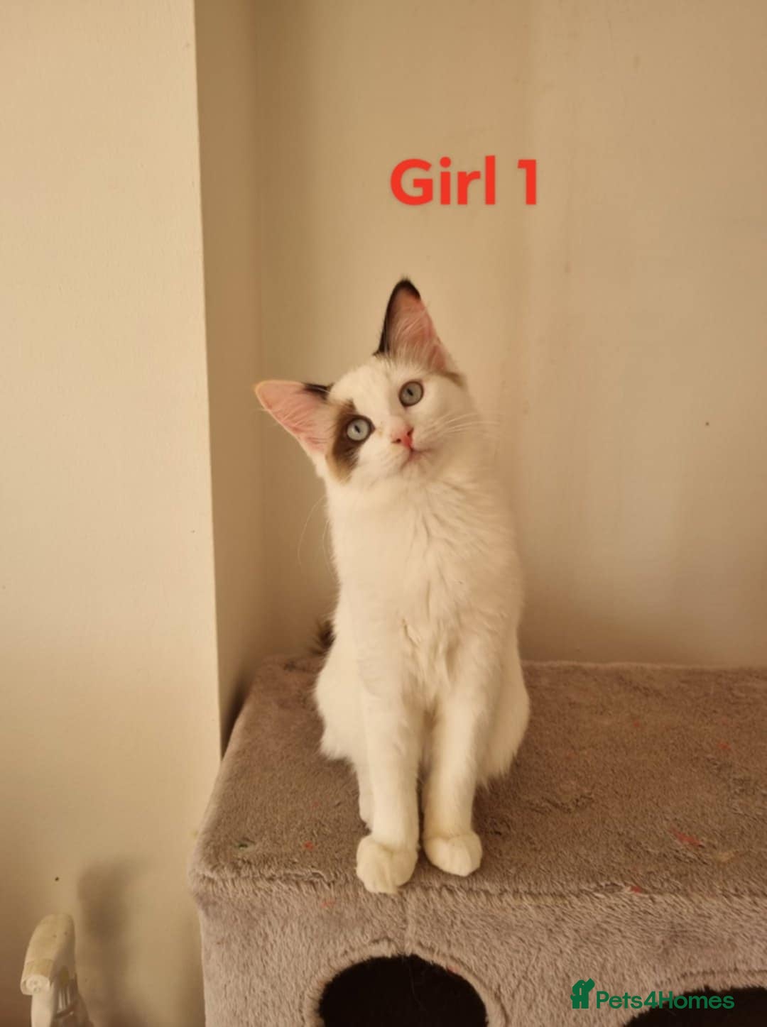 Ragdoll cats for sale: Bicolour ragdoll kittens  - Image 10