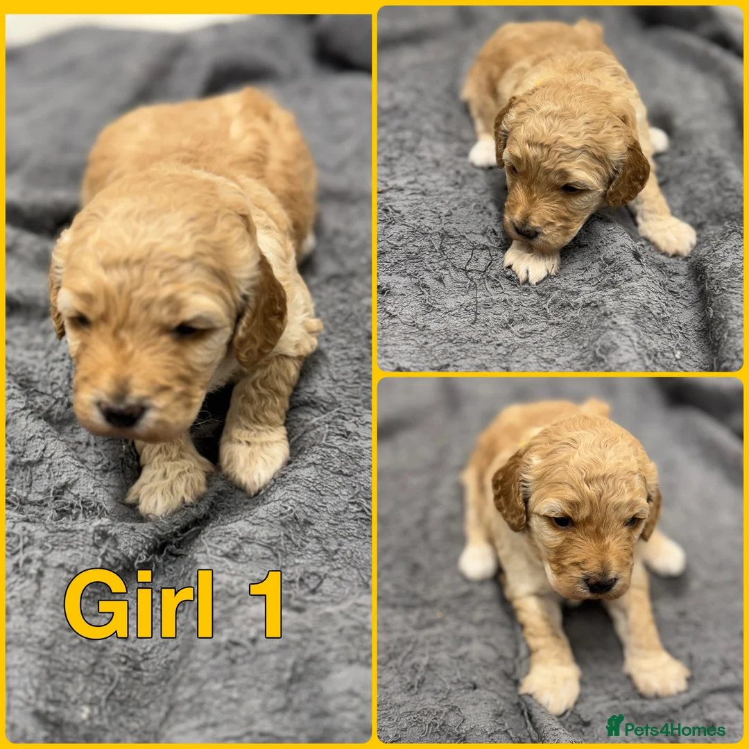 Cockapoo dogs for sale: Beautiful Fully Health Tested Cockapoos  - Advert 2
