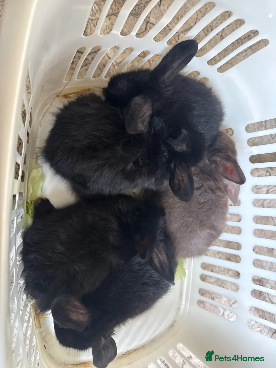 English Lop rabbits for sale: Lop ear bunnies  in Kettering - Advert 1