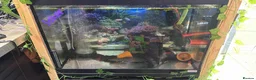 Axolotl reptiles for sale: 3 baby axolotls and 2 adults  - Advert 3