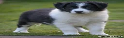 Border Collie dogs for sale: Handsome ISDS registered male puppy - Advert 9
