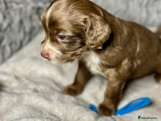 Cocker Spaniel dogs 🐶THE 8 MISFITS of SHEER BEAUTY🐶 - Advert 1