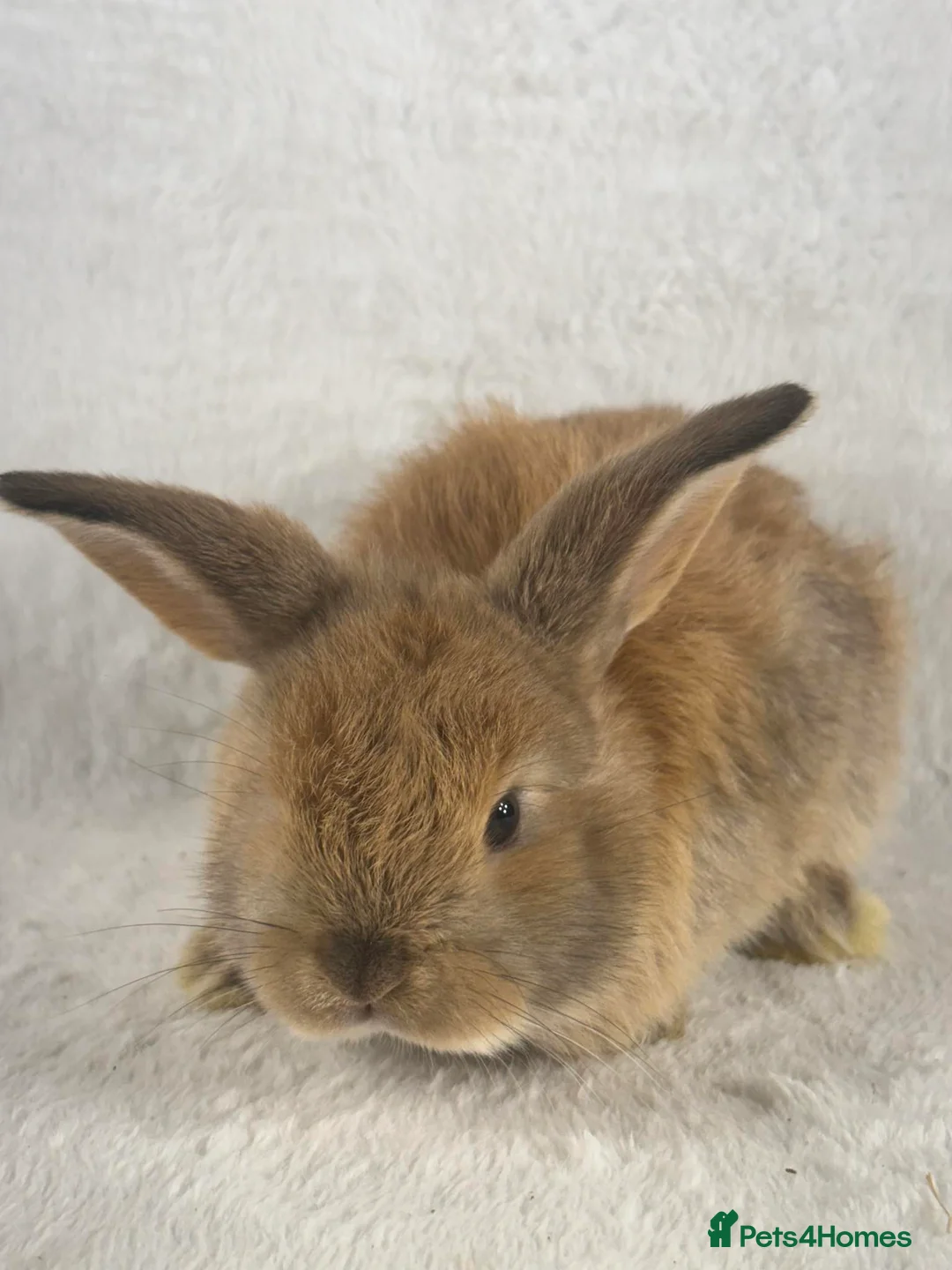 Mini Lop rabbits for sale: 6 x ginger/brown mini lop rabbits - Advert 8