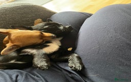 Mixed Breed dogs for sale: Tuxedo Black Chihuahua - Image 3
