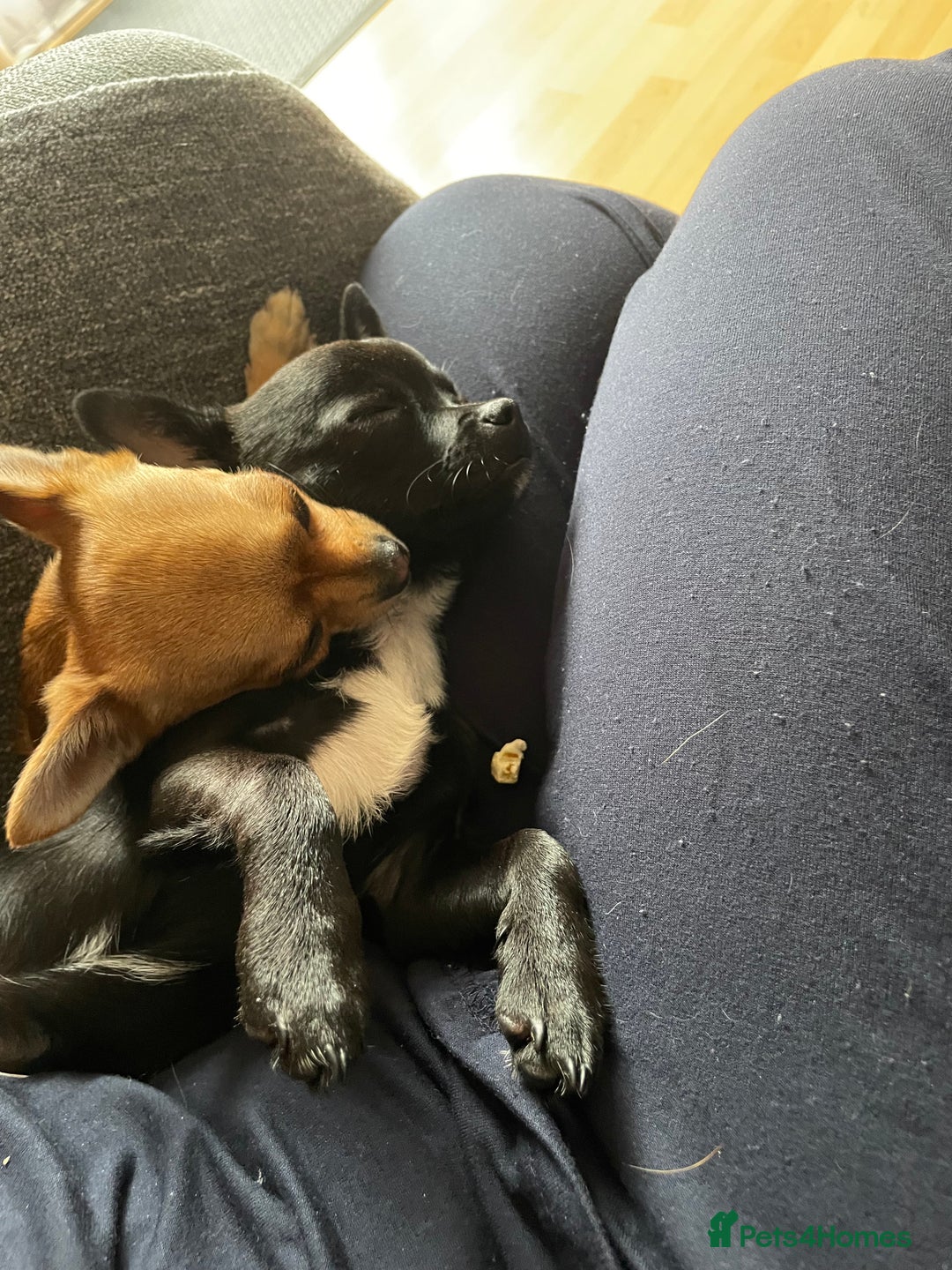 Mixed Breed dogs for sale: Tuxedo Black Chihuahua - Image 3