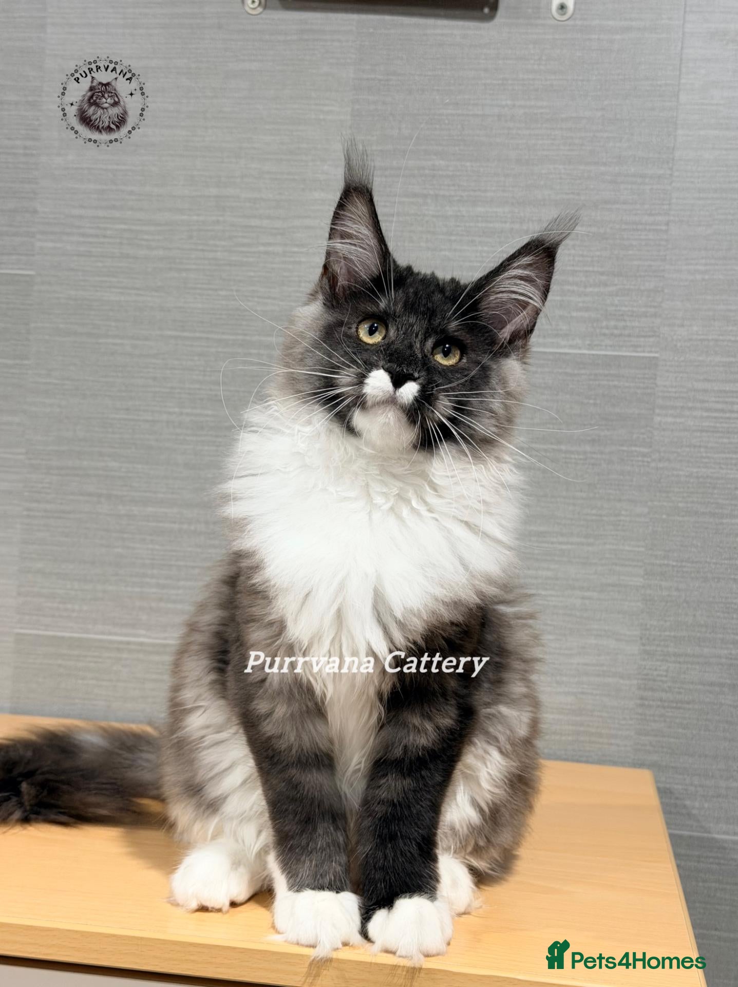 Maine Coon cats TICA registered Maine coon kittens READY NOW - Advert 2