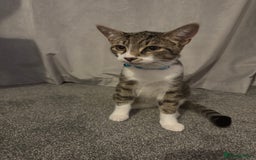 British Shorthair cats for sale: Two cats 1 female 1 male - Image 3