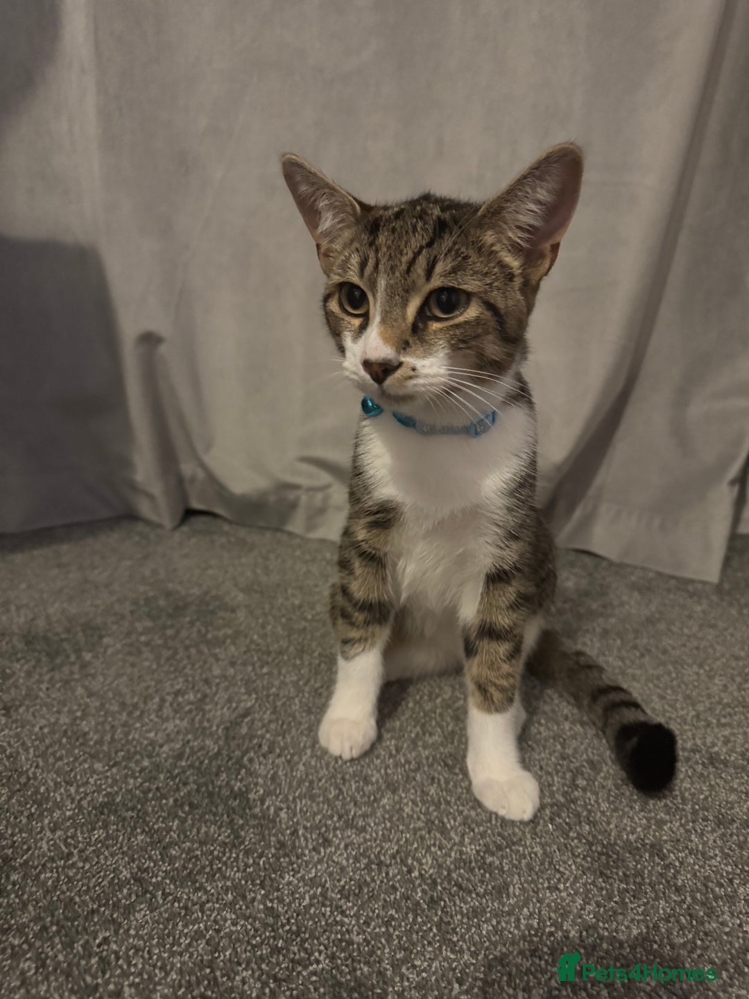 British Shorthair cats for sale: Two cats 1 female 1 male - Image 3