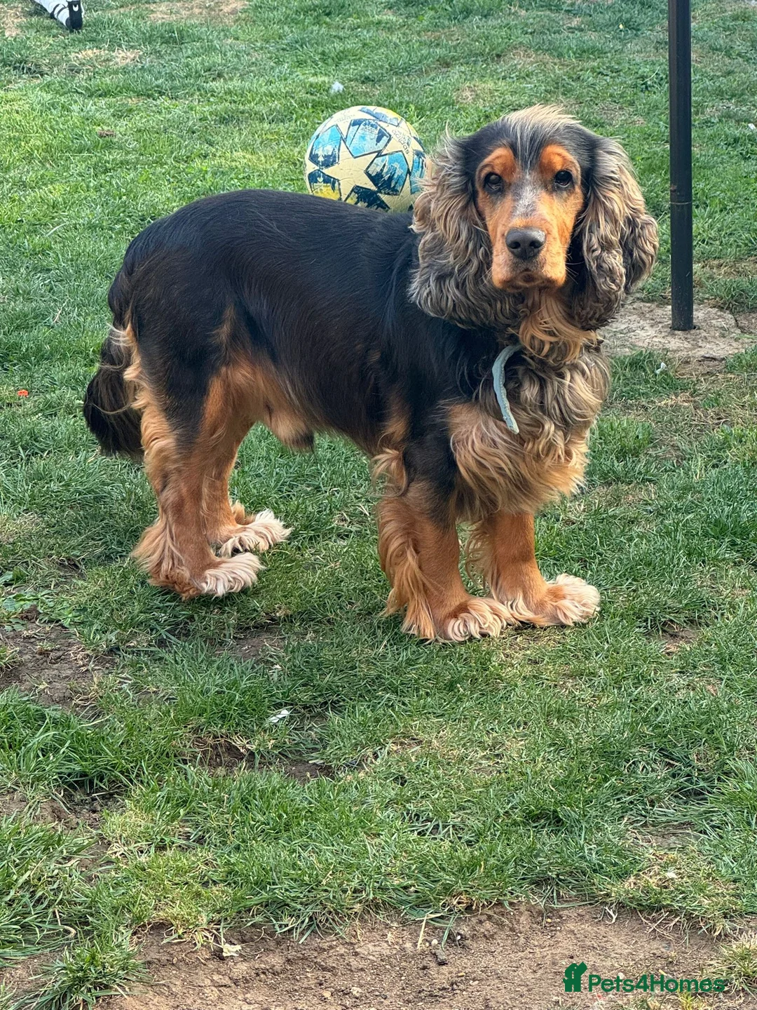 Cocker Spaniel dogs for stud: Cocker Spaniel male for stud - Advert 6