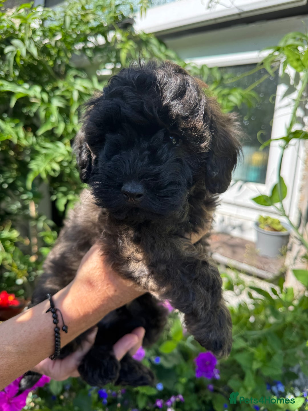 Cavapoo dogs for sale: Beautiful Toy F1b Cavapoo puppies  in Liskeard - Image 2
