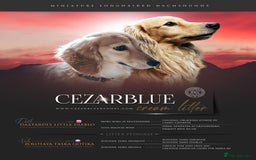 Miniature Dachshund dogs for sale: CREAM MINIATURE DACHSHUNDS CHAMPION PEDIGREE  - Image 4