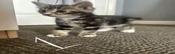 Mixed Breed cats for sale: Beautiful Bengal Cross Kittens - Advert 9