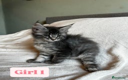 Maine Coon cats for sale: Maine Coon Kittens for Sale TICA  3 Boys & 2 Girls - Image 21