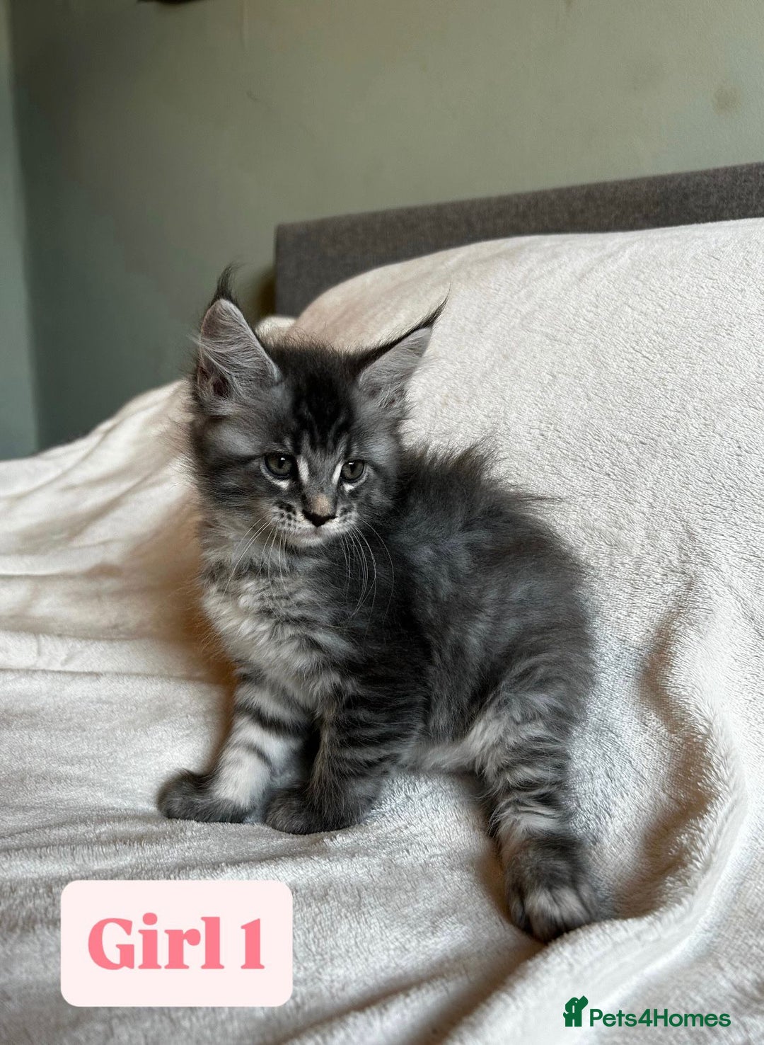 Maine Coon cats for sale: Maine Coon Kittens for Sale TICA  3 Boys & 2 Girls - Image 21