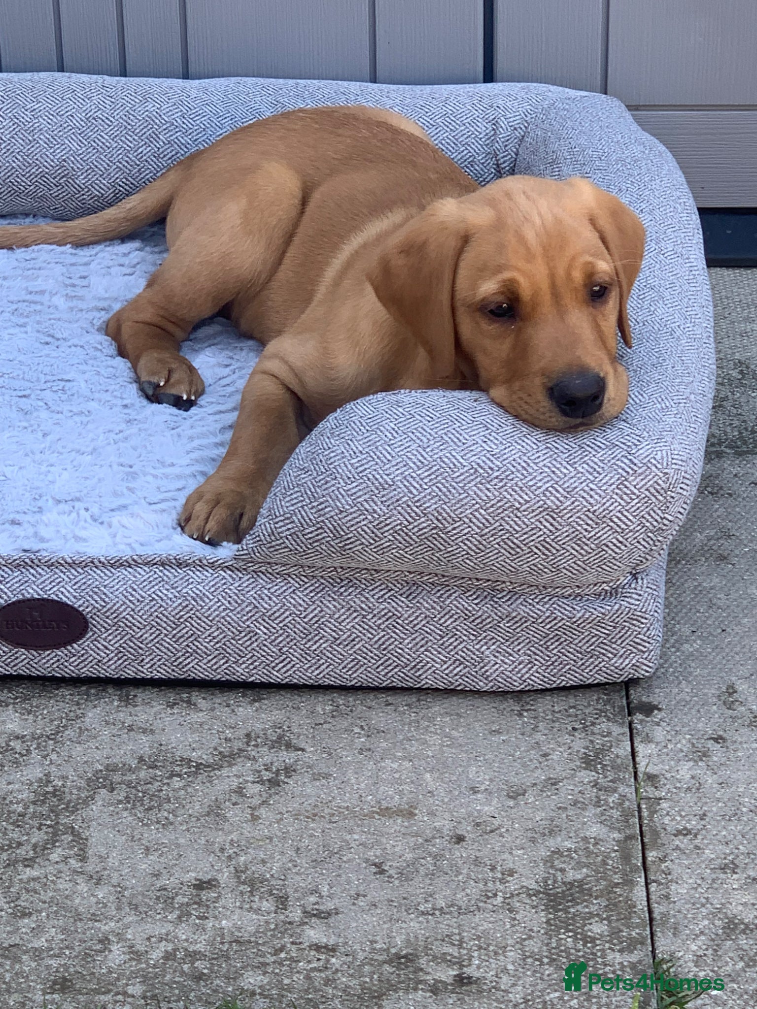 Labrador Retriever dogs Fox red Labrador retriever - Advert 1