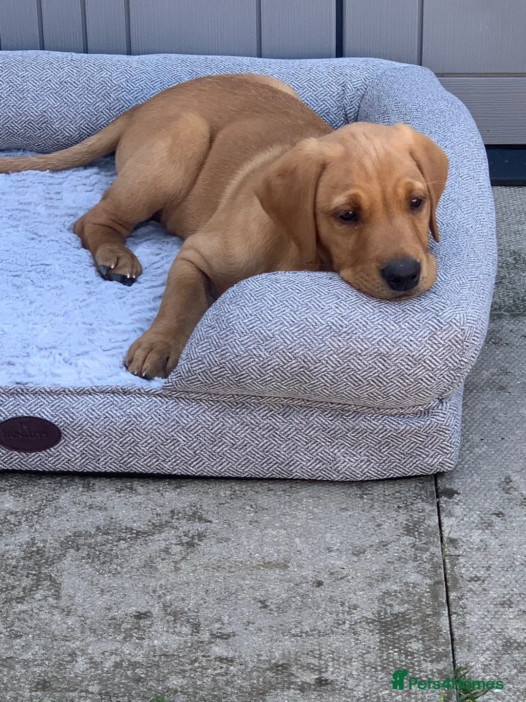 Labrador Retriever dogs for sale: Fox red Labrador retriever - Advert 1