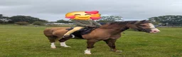 Welsh Section B horses for sale: Birkenbrook celebration - Charlie in Chesterfield - Advert 6