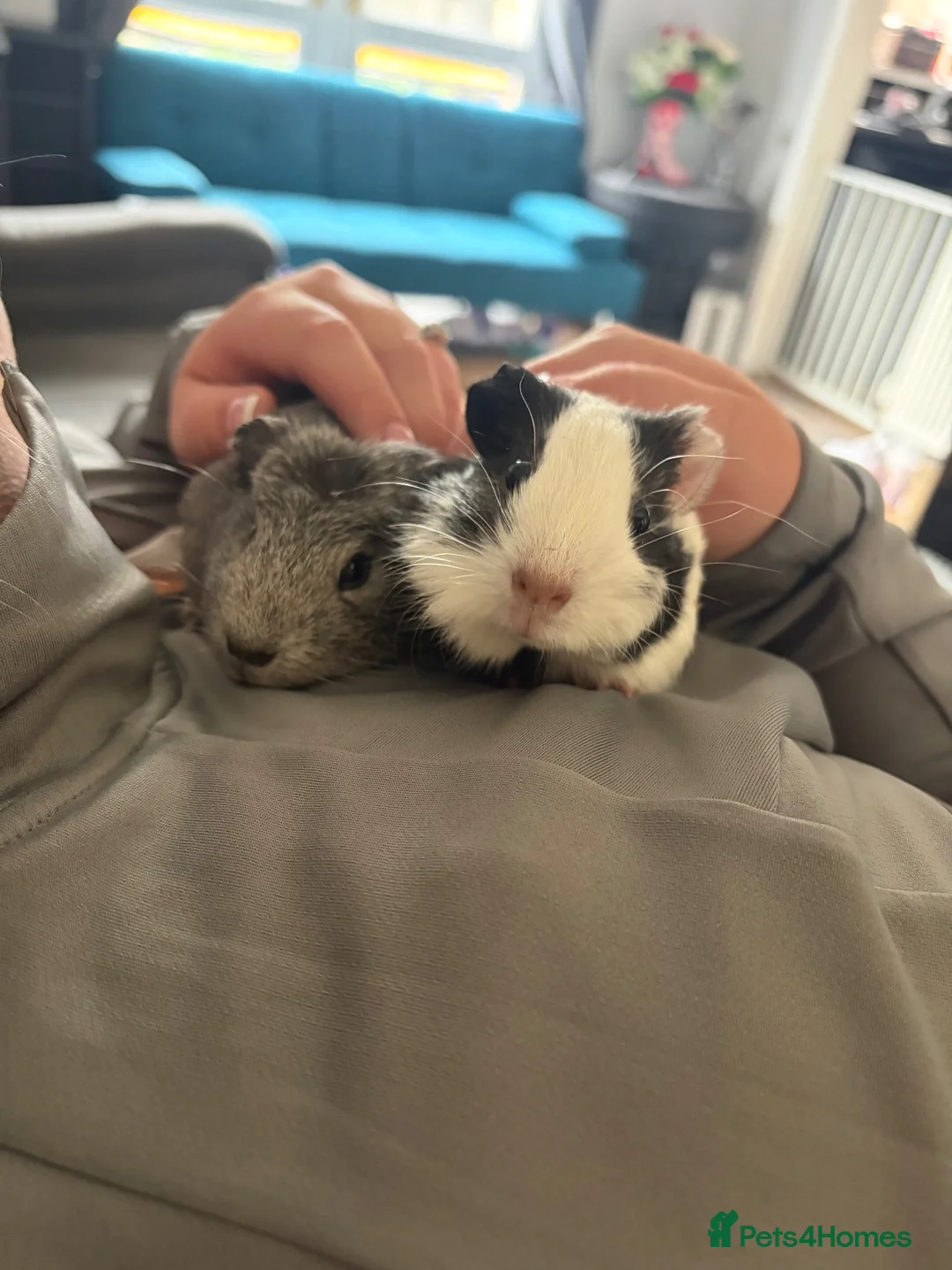 Guinea Pig rodents for sale: 6 guinea pigs  - Advert 1