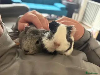 Guinea Pig rodents guinea pigs - Advert 1