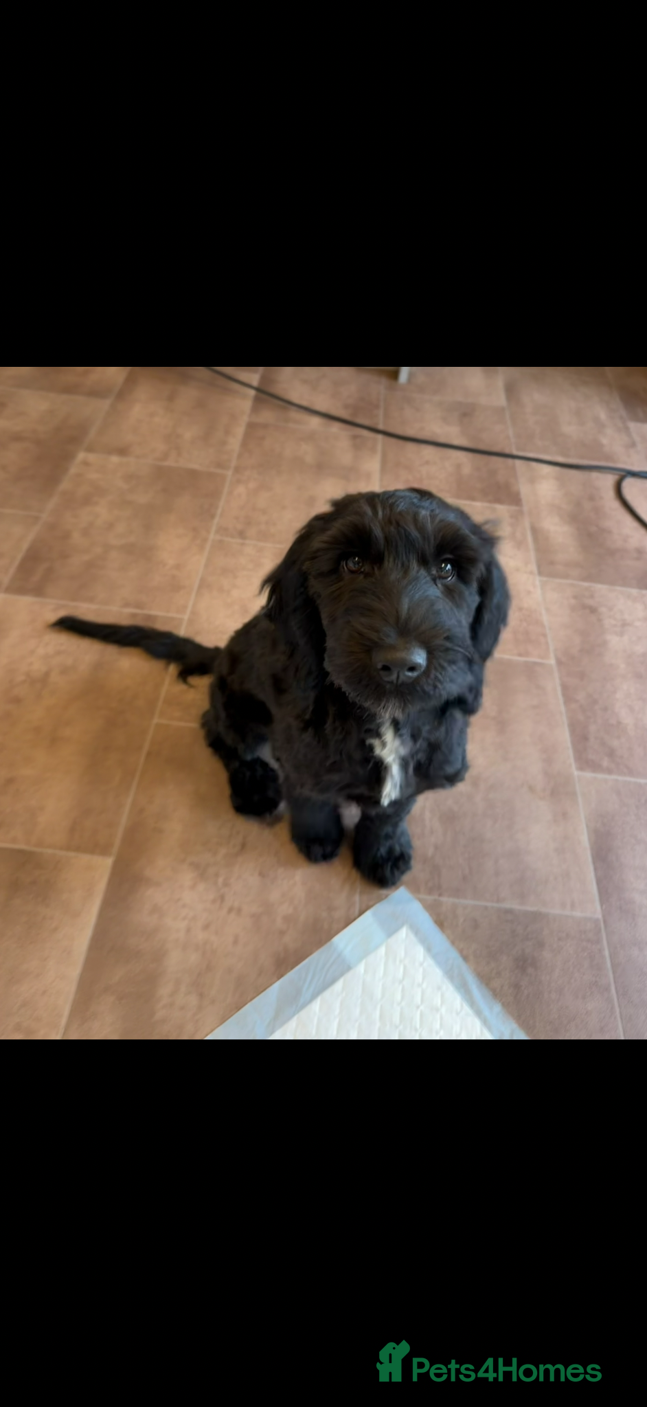 Cockapoo dogs Trained puppy for potential rehome - Advert 3