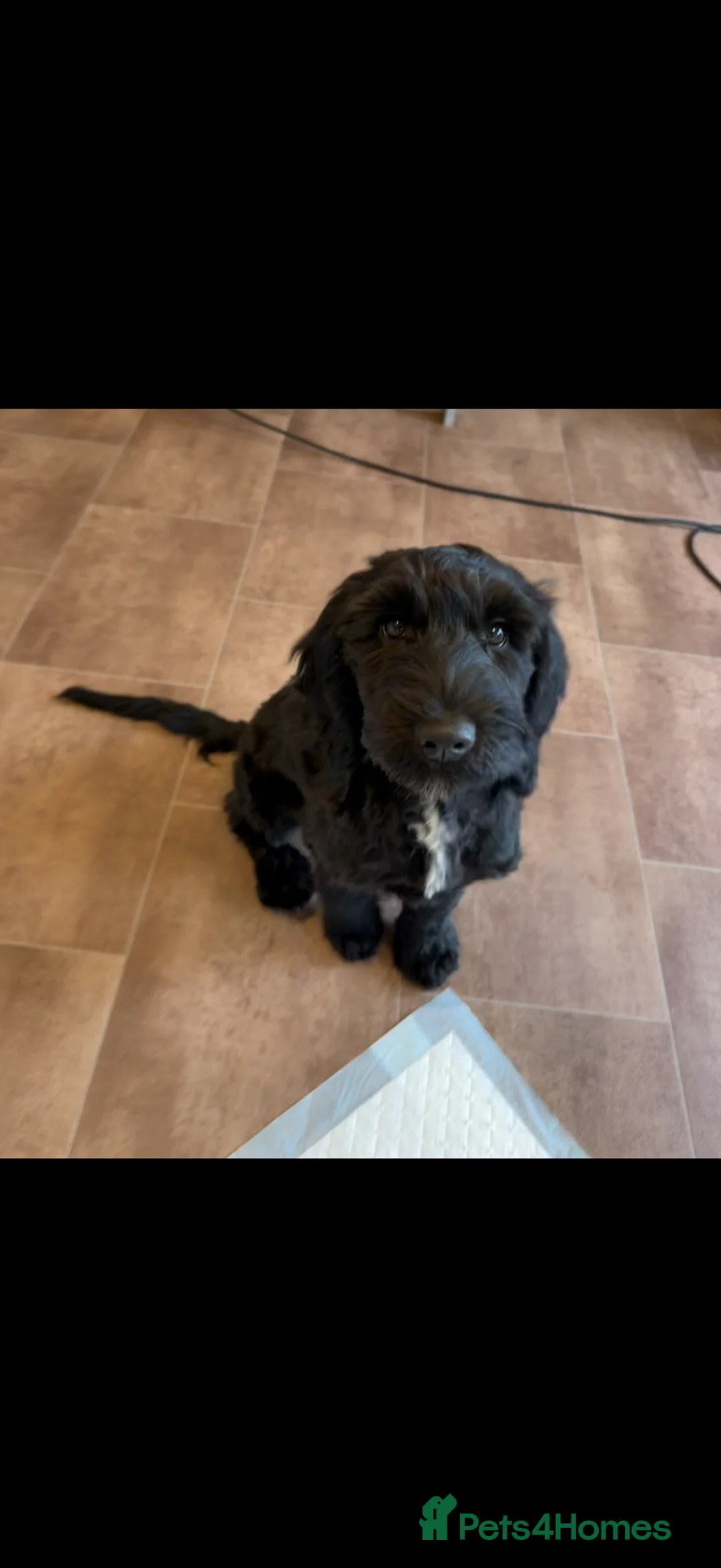 Cockapoo dogs for sale: Trained puppy for potential rehome - Advert 1
