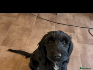 Cockapoo dogs Trained puppy for potential rehome - Advert 18