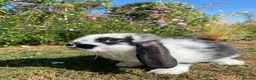French Lop rabbits for sale: Beautiful French lops for sale Mixed gender - Advert 1