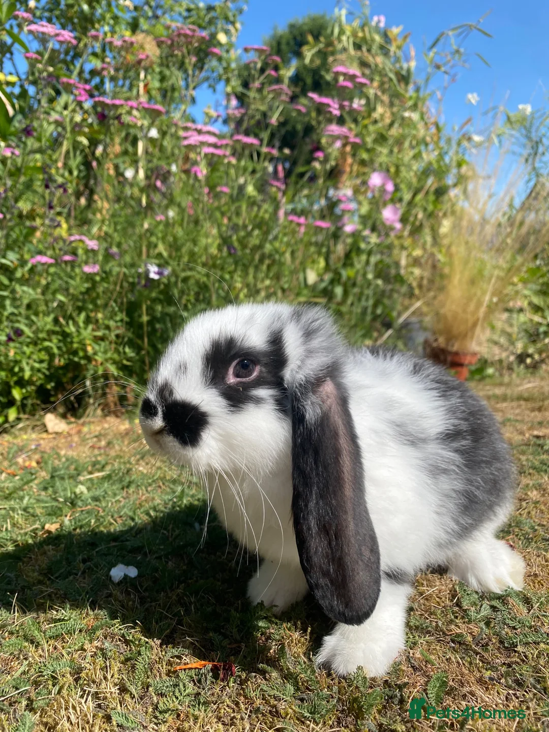 French Lop rabbits for sale: Beautiful French lops for sale Mixed gender - Advert 1
