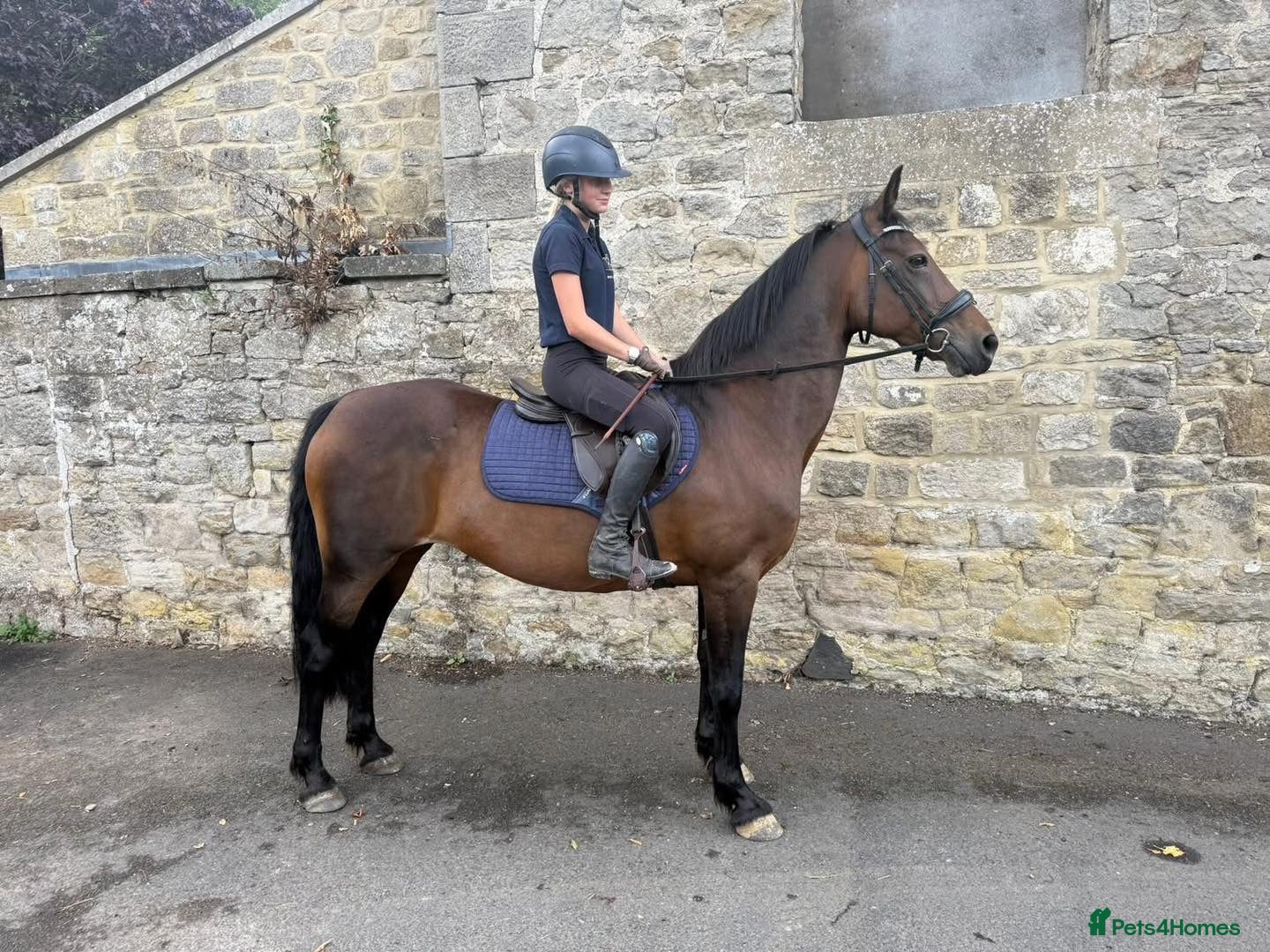 Welsh Section D horses 15hh safe hacker - all rounder  - Advert 1