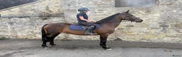 Welsh Section D horses for sale: 15hh safe hacker - all rounder  - Advert 1