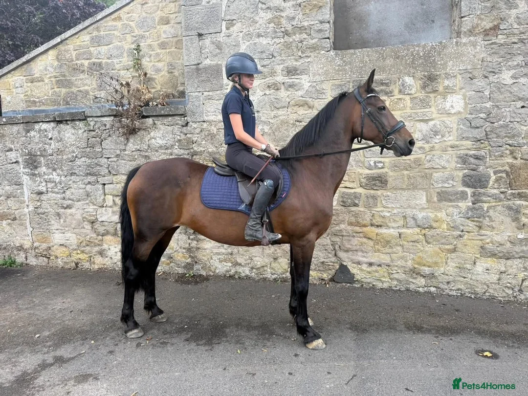 Welsh Section D horses for sale: 15hh safe hacker - all rounder  - Advert 1