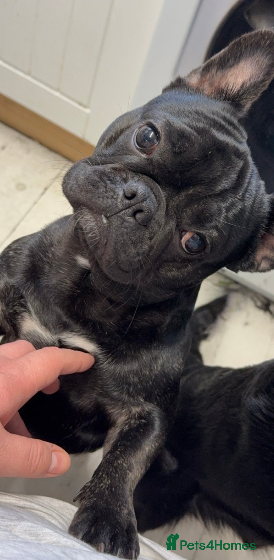 French Bulldog dogs for sale: Black male French bulldog just over 1 year old  - Image 5