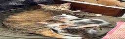 Mixed Breed cats for sale: Beautiful Kitten ready for new homes 9th July  in Craven Arms - Advert 1