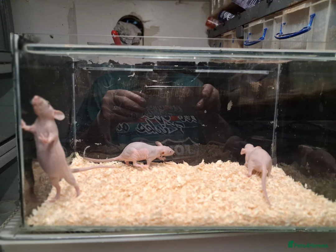 Rat rodents for sale: Baby Dumbo rats, natural, Rex , Nakeds - Advert 34