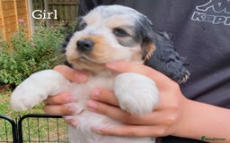 Cocker Spaniel dogs for sale: Blue Roan Tan-Sable Cocker Spaniel– KC bloodline - Image 23