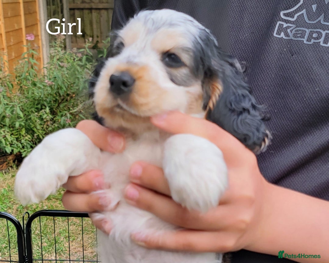 Cocker Spaniel dogs for sale: Blue Roan Tan-Sable Cocker Spaniel– KC bloodline - Image 23