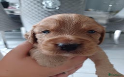 Cocker Spaniel dogs for sale: Kc registered cocker spaniel puppies - Image 4