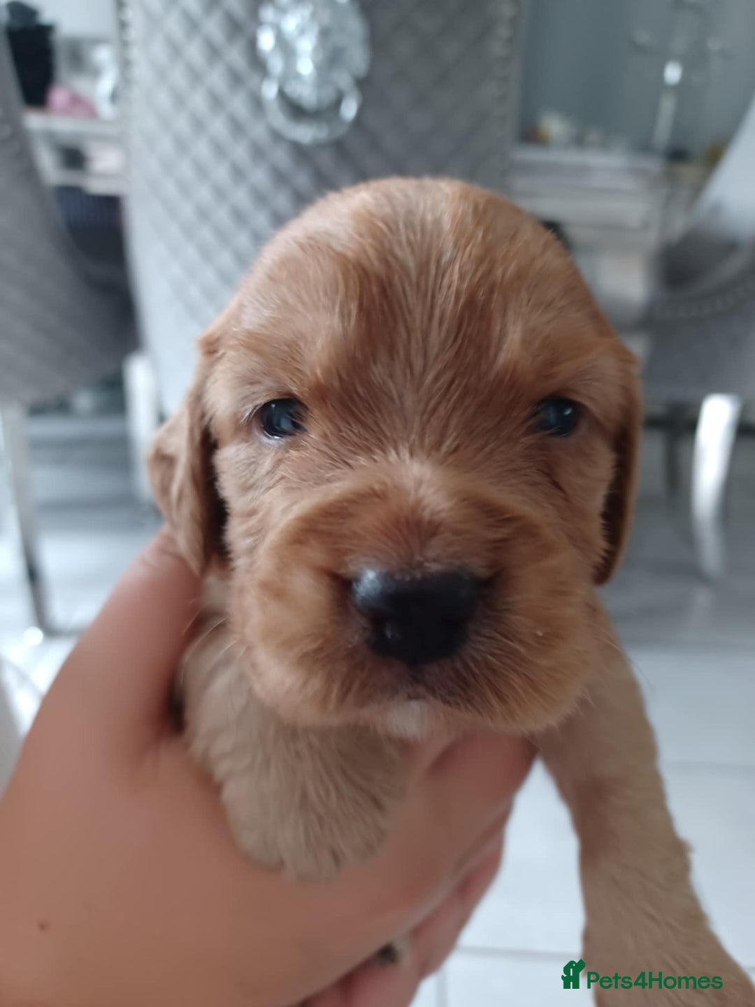 Cocker Spaniel dogs for sale: Kc registered cocker spaniel puppies - Image 4