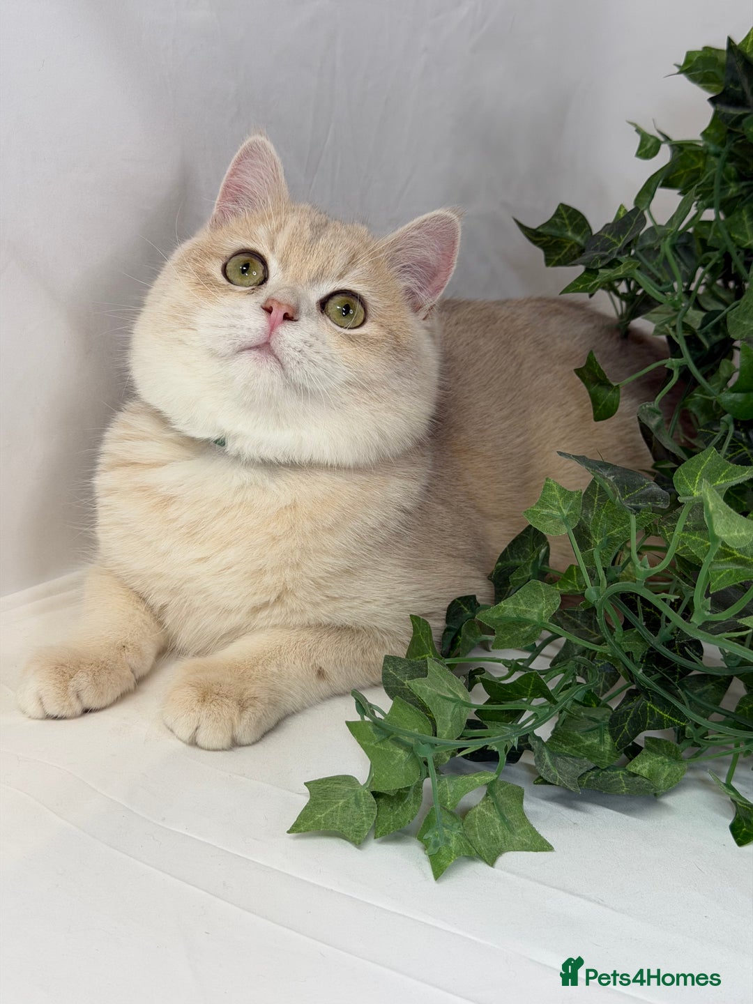 British Shorthair cats for sale: British shh blue golden boy GCCF  - Advert 7