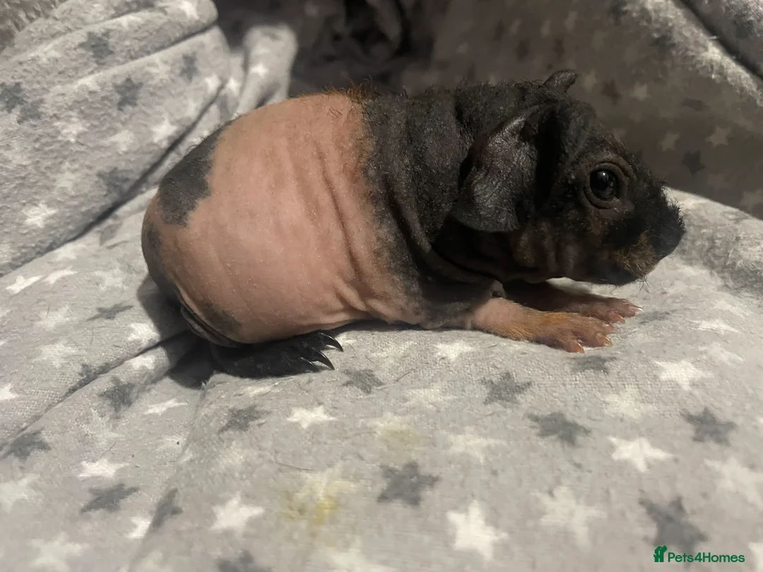 Guinea Pig rodents for sale: Female tri skinny pigs - Advert 4