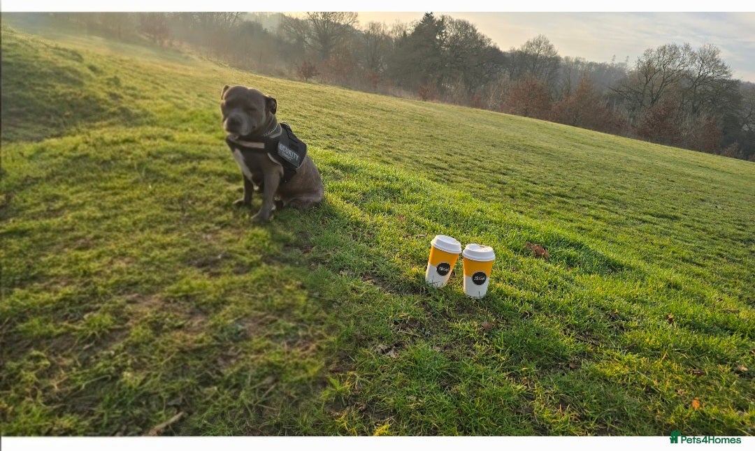 Staffordshire Bull Terrier dogs for sale: Blue staffordshire bull terrier - Advert 7