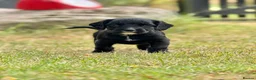 Sprocker dogs for sale: Sprocker puppies make ideal pets! - Advert 6