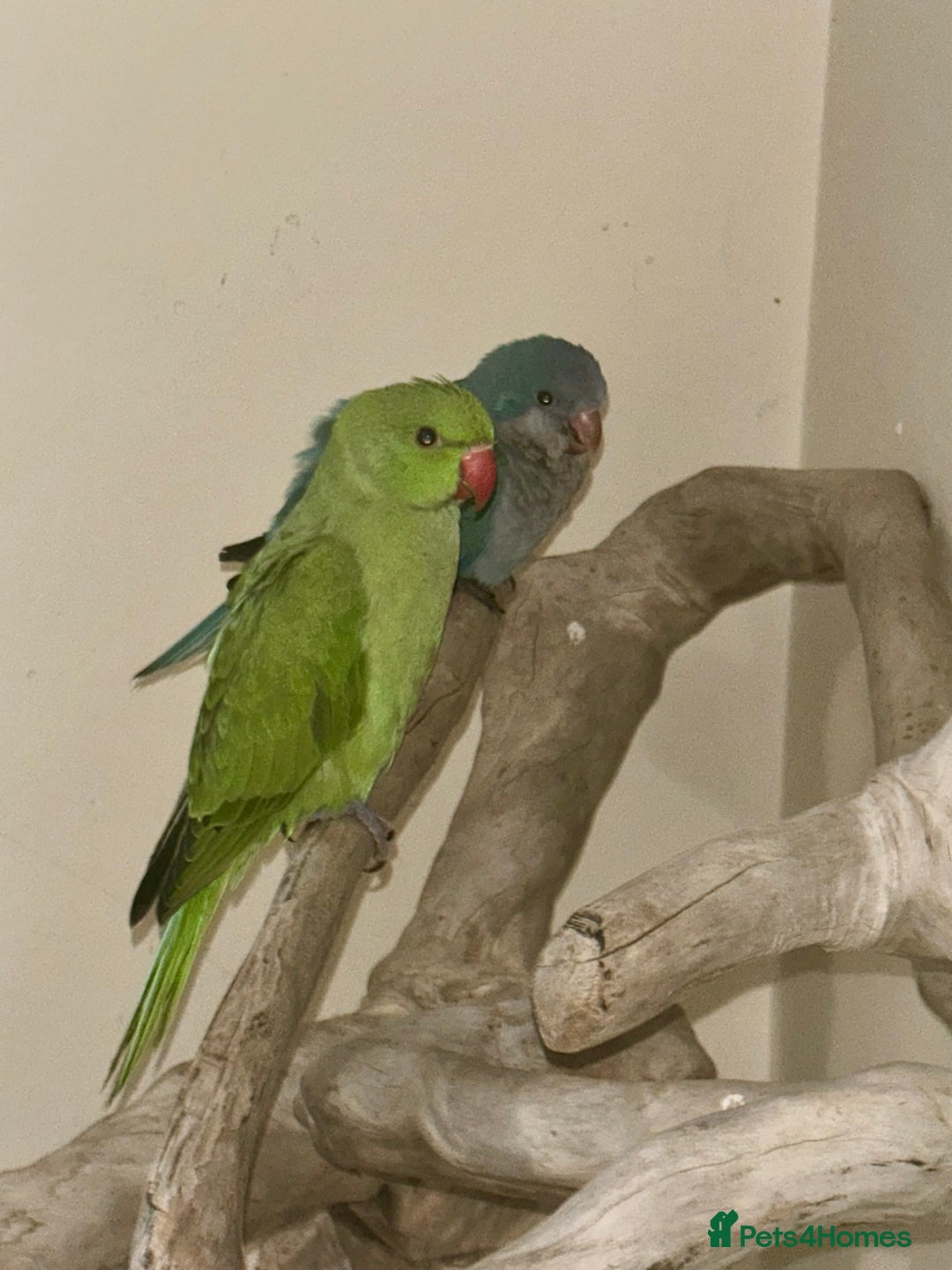 Ringnecks birds for sale: Hand Reared Green Indian Ringneck *READY NOW* - Image 3