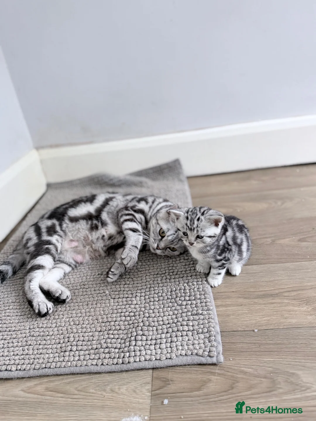 British Shorthair cats for sale: GCCF British shorthair silver tabby kitten - Advert 9