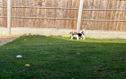 Beagle dogs for sale: Bingo  - Image 3