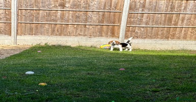 Beagle dogs - Advert 8