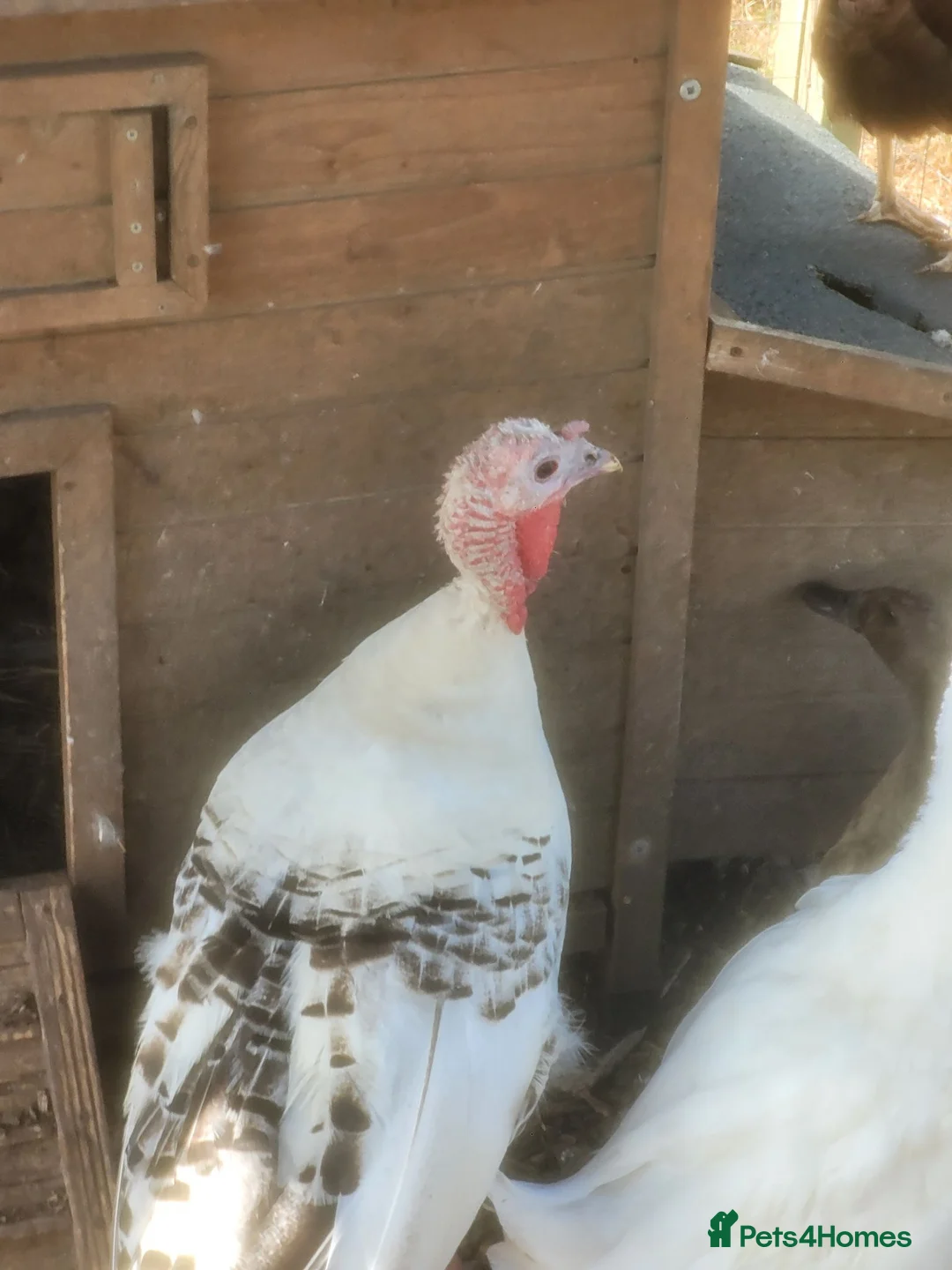 Turkeys poultry for sale: Crowitizer turky hen for sale - Advert 7