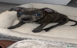 Staffordshire Bull Terrier dogs for sale: Blue staffie girl - Image 4